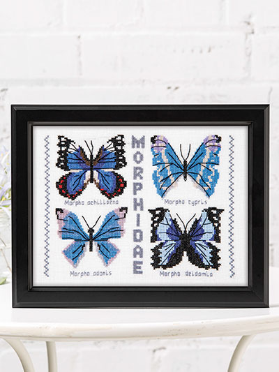 Butterflies Morphidae Pattern